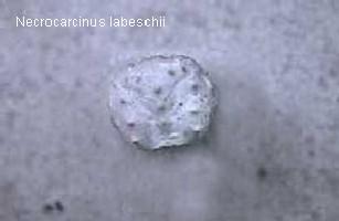 Necrocarcinus labechii