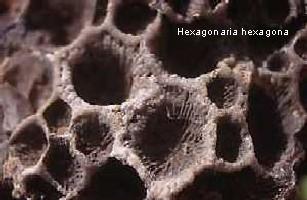 Hexagonaria hexagona