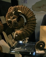 cimetière d'ammonites
